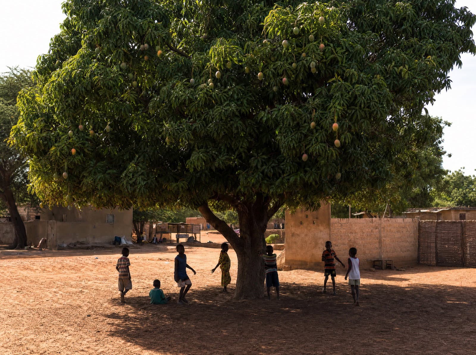 Arbre fruitier mûr offrant de l'ombre et des fruits dans un village au Sénégal