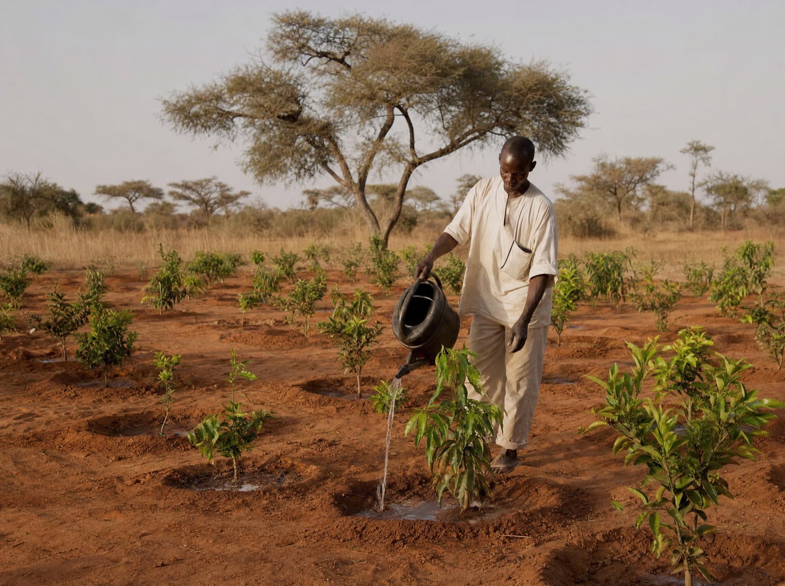 Verger de jeunes arbres fruitiers plantés au Sénégal